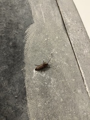 Prionoplus reticularis