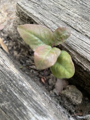 Cryptocarya alba