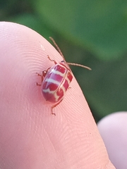 Asphaera quadrifasciata