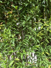 Syzygium myrtifolium
