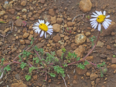 Afroaster erucifolius