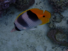 Chaetodon ulietensis