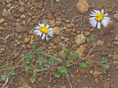 Afroaster erucifolius