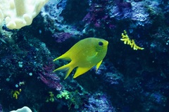 Amblyglyphidodon aureus