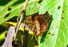 Hypanartia lethe