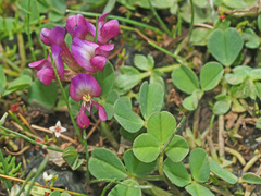 Trifolium burchellianum