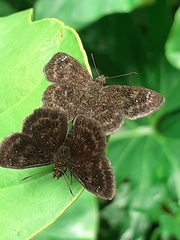 Carcharodini