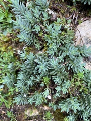 Petrosedum