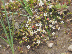 Gnidia propinqua