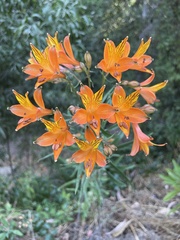 Alstroemeria ligtu simsii