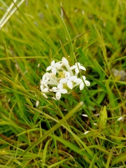 Pimelea humilis