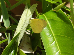Eurema smilax