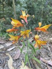 Alstroemeria ligtu simsii