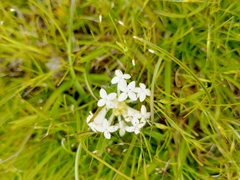Pimelea humilis