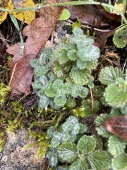 Teucrium pyrenaicum