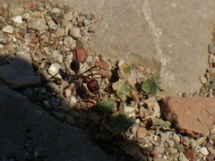 Cataglyphis nodus