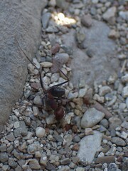 Cataglyphis nodus