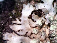 Phaeophyscia orbicularis
