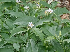 Solanum bonariense