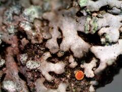 Phaeophyscia orbicularis