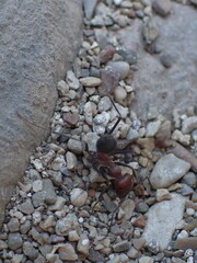 Cataglyphis nodus