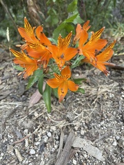 Alstroemeria ligtu simsii