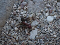 Cataglyphis nodus