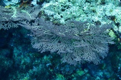 Melithaea ochracea