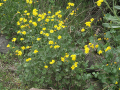Cineraria dieterlenii
