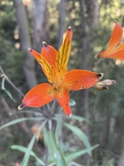 Alstroemeria ligtu simsii