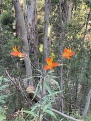 Alstroemeria ligtu simsii