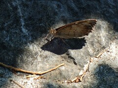 Nymphalidae