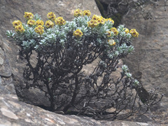 Helichrysum trilineatum