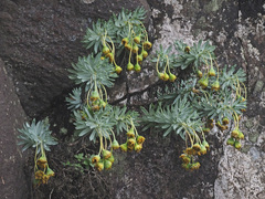 Euryops evansii evansii