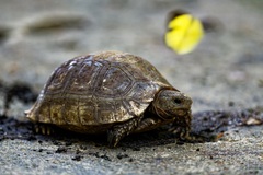 Indotestudo elongata