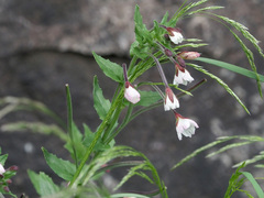 Epilobium capense
