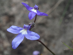 Lobelia preslii