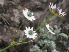 Alepidea thodei