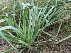 Allium ampeloprasum