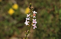 Stylidium graminifolium