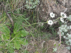 Alepidea thodei
