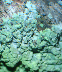 Fungi