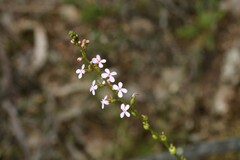 Stylidium graminifolium