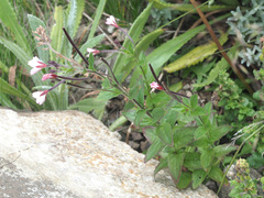 Epilobium capense