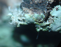 Fungi