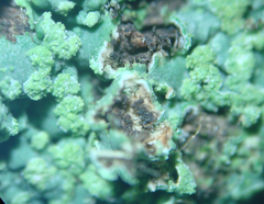 Fungi