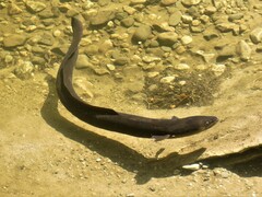 Anguilla dieffenbachii