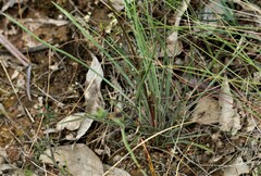 Stylidium graminifolium