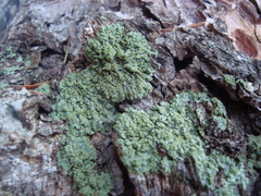 Fungi