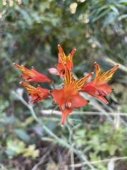 Alstroemeria ligtu simsii